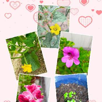 花の癒やしの画像 by 合歓の木さん | 小さな庭とペラルゴニウムとレモンバームときゅうりと小玉スイカとペラルゴニウムとカラフルと最後の花と楽しみな野菜と❤️M.family❤️と花のある暮らしと花の癒やしと可愛い♡