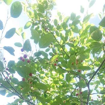 ジューンベリー*の画像 by がめちゃんさん | 小さな庭とジューンベリー*と今日のお花と今日の植物