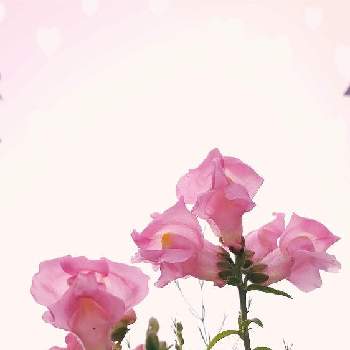 お楽しみの画像 by MOCOまんまさん | 小さな庭ときんぎょそうとおうち園芸とお楽しみとゆっくり成長中と今日も元気♩とお家カラフル