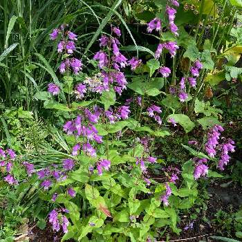里山ガーデンの画像 by roboさん | 小さな庭と風にゆらゆらと満開と植えっぱなし の庭とおうち園芸と花いろいろと君も花が好きなのかと元気に育ててますよと花のある暮らしと紫の花と里山ガーデンと青空
