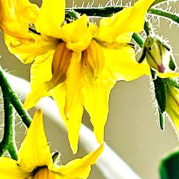アップでの画像 by レモン茶さん | バルコニー/ベランダとミニトマトの花とミニトマトと☆ミニトマトとアップでと何これ？と面白いと幸福の黄色と双子ちゃん♬