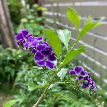 背の高い花の投稿画像一覧 Greensnap グリーンスナップ