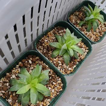 ハオルチア 花鏡の投稿画像一覧 Greensnap グリーンスナップ