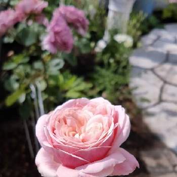 ローズファームケイジの画像 by Bree Van de Kampさん | 小さな庭とWABARAとばら バラ 薔薇とおうち園芸とばら大好きとたまきとローズファームケイジとガーデニングと花のある暮らしとたまき　バラ