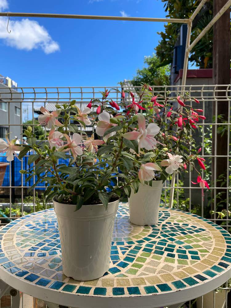 フクシアの投稿画像 By Takaさん フクシア ルージュブランと花のある暮らしとあっ火曜日と真っ赤な火曜日とフクシア プーニーとフクシアプーニー ブランカとt Sフクシアと小さな庭とt Sお花と花のある暮らしとあっ火曜日と真っ赤な火曜日とt Sフクシアとt Sお花 22月6