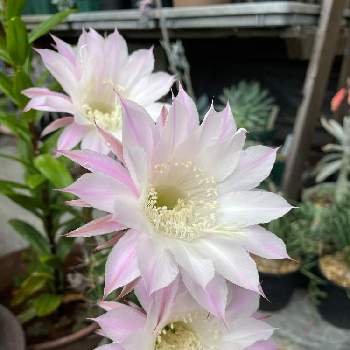 花盛丸の投稿画像一覧 Greensnap グリーンスナップ 花盛丸の投稿画像一覧 Greensnap グリーンスナップ