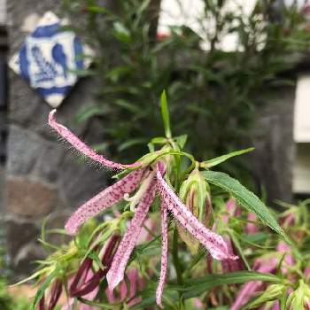 ホタルブクロ ピンクオクトパスの投稿画像一覧 Greensnap グリーンスナップ