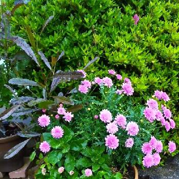 春の寄せ植えの画像 by Jun.cyさん | エントランスと世界平和と６月と春の寄せ植えとSunfIowerFromJapanと平和を願う☆とドドナエア プルプレアとデージー☘️とマーガレット☆