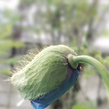 ヒマラヤの青い芥子の画像 by mecoppiさん | 小さな庭とヒマラヤの青いケシとメコノプシス・ベトニキフォリアとブルーポピーと青いケシと青いケシ王国とブルーポピー❤️と青い花マニアとヒマラヤの青い芥子とメコノプシス•ベトニキフォリア