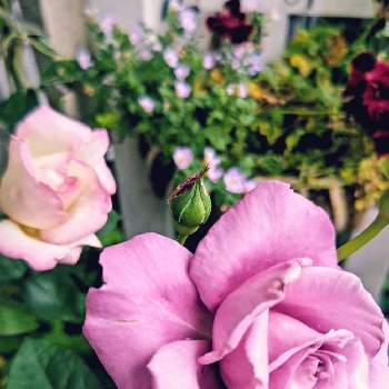 八重咲きバコパの画像 by m_m77さん | 小さな庭とバラとプリンセスドゥモナコと八重咲きバコパとシャルル・ド・ゴールとばら バラ 薔薇とピンクの花とシェードガーデンと癒しとピンク❤︎ピンクとラベンダー色とナチュラルガーデンとおうち園芸と小さな庭♡と小さな幸せ♡と爽やかと乙女色クラブと可愛いと小さな小さな庭と花のある暮らしとローズガーデンと小さな幸せ
