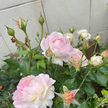 北側玄関先の花壇の投稿画像一覧 Greensnap グリーンスナップ 北側玄関先の花壇の投稿画像一覧 Greensnap グリーンスナップ