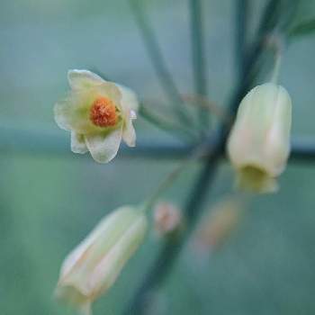 アスパラガスの花の投稿画像一覧 Greensnap グリーンスナップ