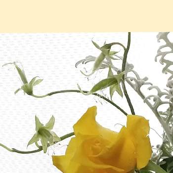 黄色のバラの画像 by ビビ⋅アンさん | キッチンの窓とウクライナに平和をとバラと暮らすとありがとう♡と黄色のバラと武器ではなく花を