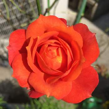 バラの花♡の画像 by にがごりさん | 小さな庭と鉢植えと花のある暮らしとバラの花♡と家庭園芸