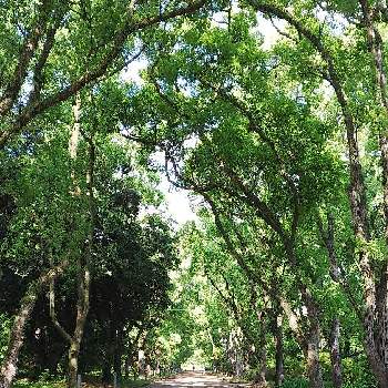 公園の樹木の画像 by ルンコさん | お出かけ先とクスノキと公園の樹木と緑のトンネルと並木道と癒しの空間と京都府立植物園と樹木見上げ隊