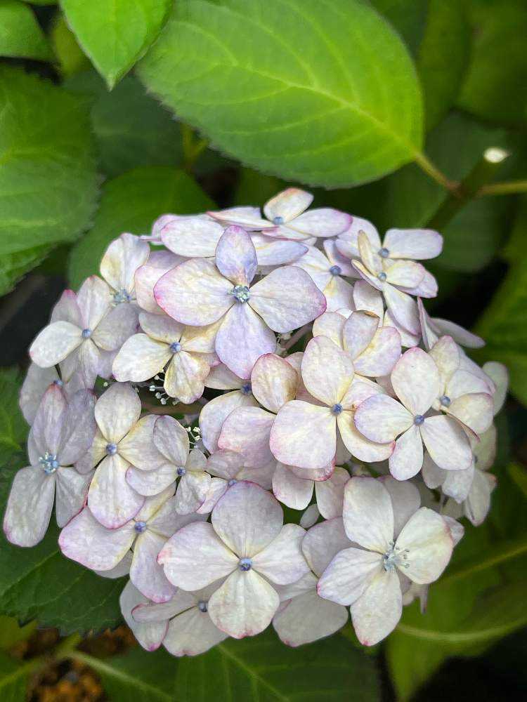 我が家に来てくれた咲いてくれた紫陽花｜🍀GreenSnap（グリーンスナップ）