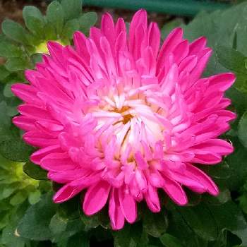 通りすがりの花の画像 by 松ちゃんさん | お出かけ先とピンク色とスマホ写真とスマホで撮影と通りすがりの花と通りすがりのお花とスマホ撮り