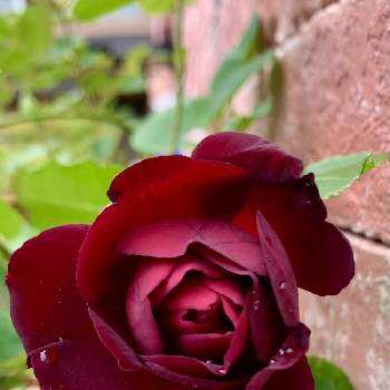 優雅の画像 by るうさん | 玄関と薔薇と薔薇好きとお気に入りと玄関周りと優雅と鉢植え