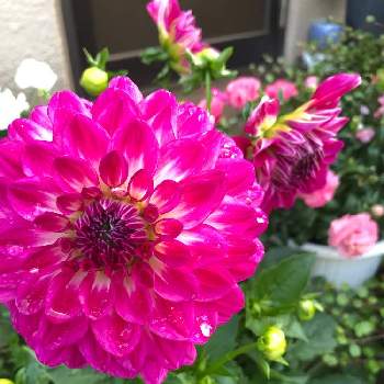一番花の画像 by よしさん | 玄関と一番花と鉢植えと今朝の一枚と花のある暮らしとiPhone撮影