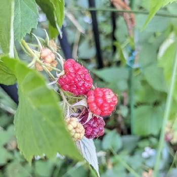 ラズベリー栽培の投稿画像一覧 Greensnap グリーンスナップ