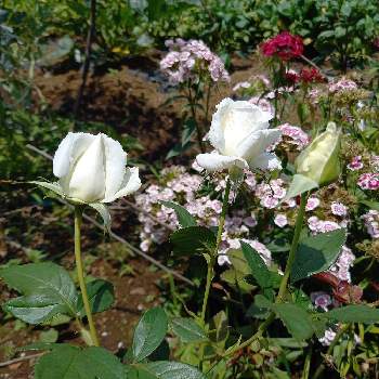 白バラの画像 by keicyannさん | 小さな庭とベルサイユのばら オスカルフランソワとばら バラ 薔薇と挿し木苗といやし♡と花のある暮らしと白バラと花が好きと自然が好き