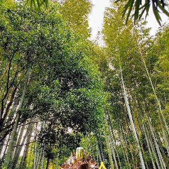 竹 たけの画像 by kikki-さん | 畑と竹 たけとみどりに癒されると樹木見上げ隊