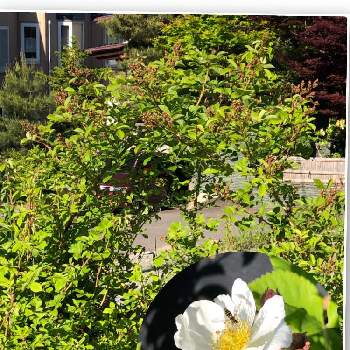 ノイバラ♡の画像 by たくあんさん | ノイバラ♡と薔薇♪とわが家の庭と北海道と放ったらかしでごめんね