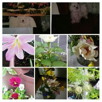 バラの花♡の画像 by YUUKO☆2さん | 部屋と医療従事者さんに感謝と世界の平和を祈るとエノテラ ・レモンドロップと攻撃止めてとヒルザキツキミソウ♡と母の思い出の花とバラの花♡とストップコロナ