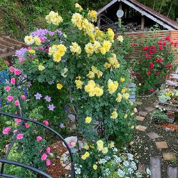 ゴールドバニーの画像 by つゆみさん | レオナルドダヴィンチとゴールドバニーとクレマチスルビーと家の周りとおうち園芸と薔薇暮らしと癒されてと花いろいろと私の庭と花のある暮らしと地植えとばらに魅せられて