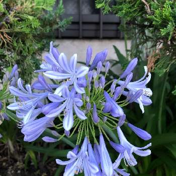 よそさまのお庭の画像 by あんぱんさん | お出かけ先とアガパンサスとお散歩中に♪と青い花とパープル系のお花とよそさまのお庭とかわいい花と道端で♪