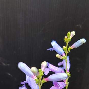 ㊗️かねーちゃん2700picの画像 by k57さん | 小さな庭とペンステモン　エレクトリックブルーとお祝いpicと青い春の花マニアと青い小さな花マニアとおうち園芸と今日のお花と㊗️かねーちゃん2700picとチーム・ブルーNo.130と青い花マニアとチーム・ブルー