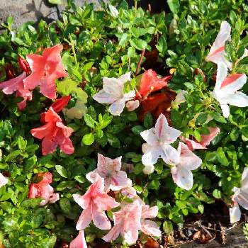 サツキ⭐の画像 by noriさん | 広い庭とサツキとお花大好き♡とずくだせ信州とほっこり♡とマイガーデンとサツキ⭐とはなのある暮らしと我が家の花壇とチーム長野と花のある暮らしとお花好き