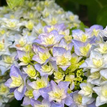 アジサイ ベガの投稿画像一覧 Greensnap グリーンスナップ