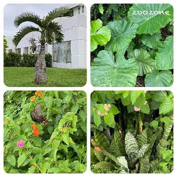 石垣島の画像 by zoozoneさん | お出かけ先と石垣島と植物のある暮らしと石垣島の植物