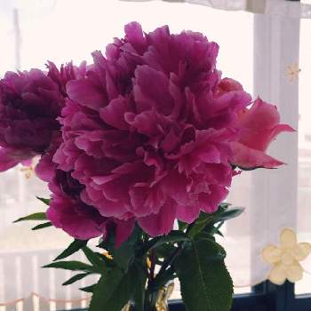 芍薬の花の画像 by さとみファームさん | キッチンと芍薬の花とばら バラ 薔薇と色気がない～