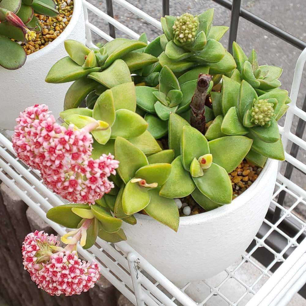 多肉植物❤️魅惑の月❤️026❤️2頭6cm!拔き苗 ❀ 多肉植物❤️魅惑の月❤️026❤️2頭6cm!拔き苗 ❀