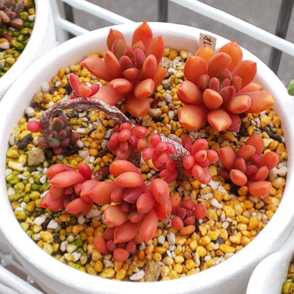 331 オレンジドリームの生長記録 2022.06.05更新｜🍀GreenSnap