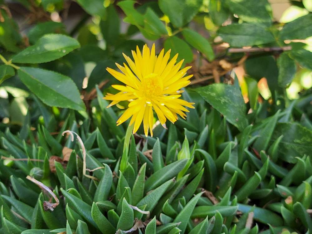 サンジソウの投稿画像 By けいこさん テルナミと小さな庭と花のある暮らしといつもありがとう と天までとどけ と花のある暮らしといつもありがとう と天までとどけ 22月6月7日 Greensnap グリーンスナップ Greensnap グリーンスナップ