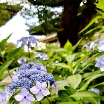 毎日、紫陽花の画像 by ぴすけさん | お出かけ先とスマホ撮影と毎日、紫陽花とむらさきと美しい♡と自然美と朝の散歩道と紫陽花大好きとアジサイ　紫陽花と神奈川県とあじさいフォトコンテスト2022