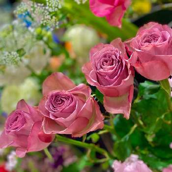 初夏の花々の画像 by Kay_Tama-gsk さん | お出かけ先と初夏の花々とカラフルとピンクの花とピンク色と鮮やか とイオンスタイル 桂川と薔薇♪