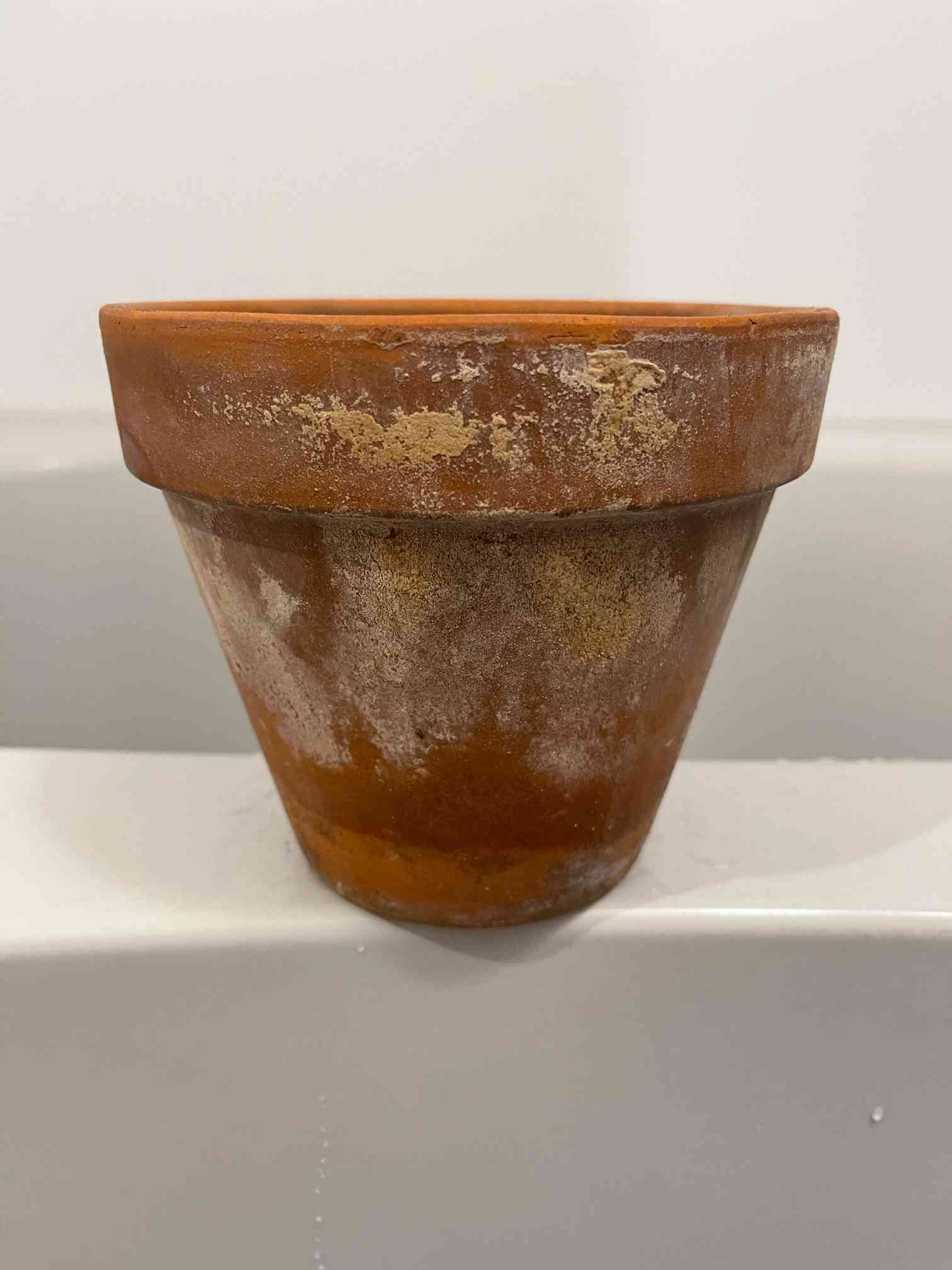 アン　素焼き テラコッタ ツリー 大 清掃済 美品 素焼き鉢(テラコッタ)の洗浄に関して｜🍀GreenSnap（グリーンスナップ）