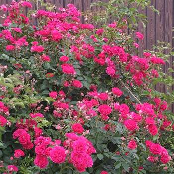 ELLE  GARDENの画像 by 磯さんさん | ばら バラ 薔薇と庭に咲く花と癒されて〜と私のガーデニングと手作りの庭とつるバラと薔薇キングローズとELLE  GARDENとピンクのお花とほぼ満開ともりもりと花のある暮らしと小さなお庭と可愛いね♡と水曜ローズショー