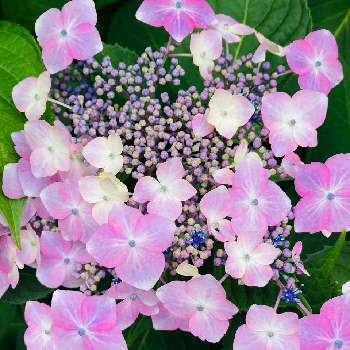 やさしい色の画像 by 典子さん | 小さな庭と地植えとふわふわ♡とやさしい色とほとんど世話なし