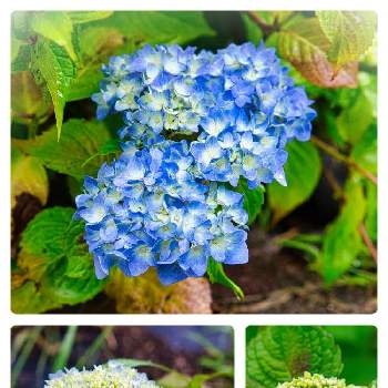 紫陽花 エンドレスサマーの画像 by igaさん | 広い庭と紫陽花 アジサイ あじさいとおうち園芸とチーム・ブルーと紫陽花 エンドレスサマー
