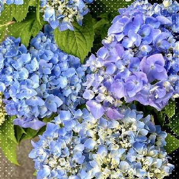 紫陽花  エンドレスサマーの画像 by けいこさん | 小さな庭とアジサイと紫陽花  エンドレスサマーと花のある暮らし♡といつもありがとう♡と青い花と皆様に感謝と綺麗と医療現場の人々に感謝とげんきもらえますと水曜日は水色と鉢植えと平和を願う☆と元気に育ててますよと癒し…♡と夏色ブルー