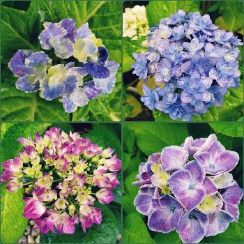 紫陽花パリジェンヌの投稿画像一覧 Greensnap グリーンスナップ