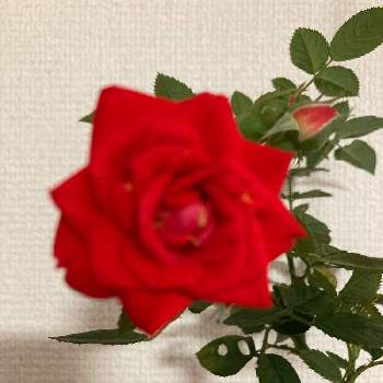 よろしくの画像 by ほうちゃんさん | 部屋とミニ薔薇♡とよろしく