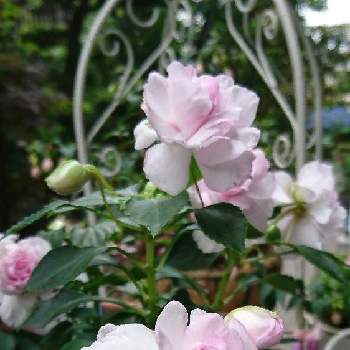 バラ咲きインパチェンス フィエスタの画像 by HIRO⚓さん | 小さな庭とバラ咲きインパチェンス フィエスタ