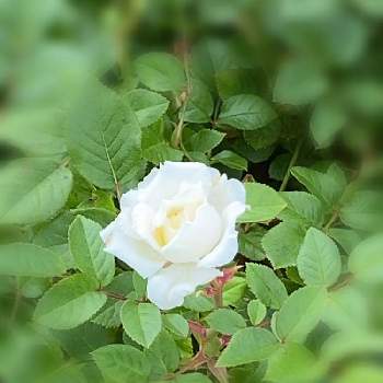 微香の画像 by keychanさん | 白いバラと微香と京成バラ園と四季咲き♪