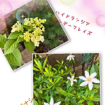 姫クチナシ,ハイドランジア,紫陽花の季節,今日の庭,ホワイトの画像